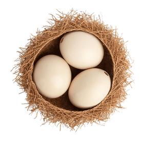 Ostrich Egg