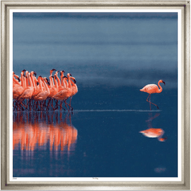 Flamingos, wild life image