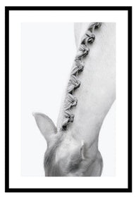 Black and White Braided Horse Manes, framed Photography.