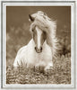 Icelandic Ponies, Large Dramatic Sepia Photographs