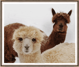 Animal Friends