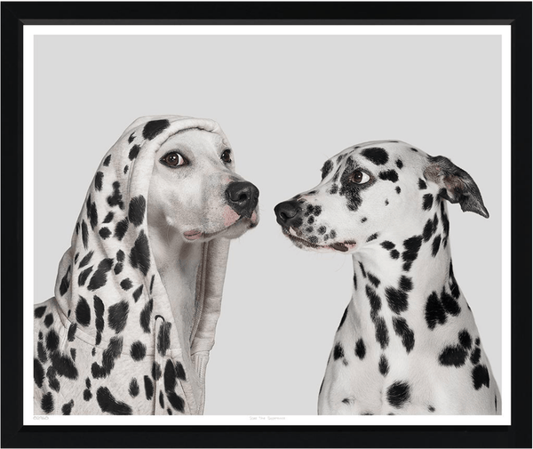 Two Dalmatians