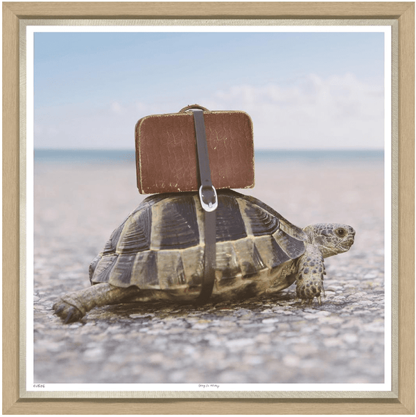 Fun Photo of a Sea Turtle on Vacation
