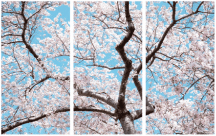 Triptych of Cherry Blossom on Plexiglass