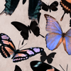 Butterflies on Blush Background, on Plexi