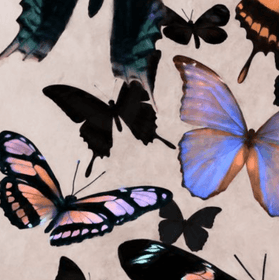 Butterflies on Blush Background, on Plexi