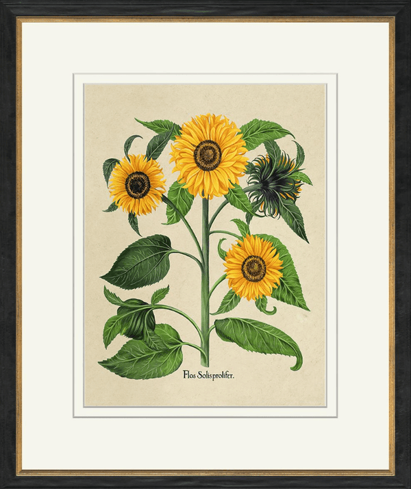 Sunflowers II