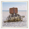 Fun Photo of a Sea Turtle on Vacation