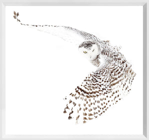 Stunning Print of  Snowy Owl, framed.
