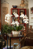 Faux Moth Orchid Plant - Hamptons Furniture, Gifts, Modern & Traditional