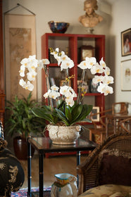 Faux Moth Orchid Plant - Hamptons Furniture, Gifts, Modern & Traditional