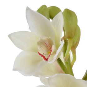 Faux Cymbidium Orchid Arrangement - Hamptons Furniture, Gifts, Modern & Traditional