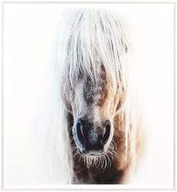 Horse Print - Hamptons Furniture, Gifts, Modern & Traditional