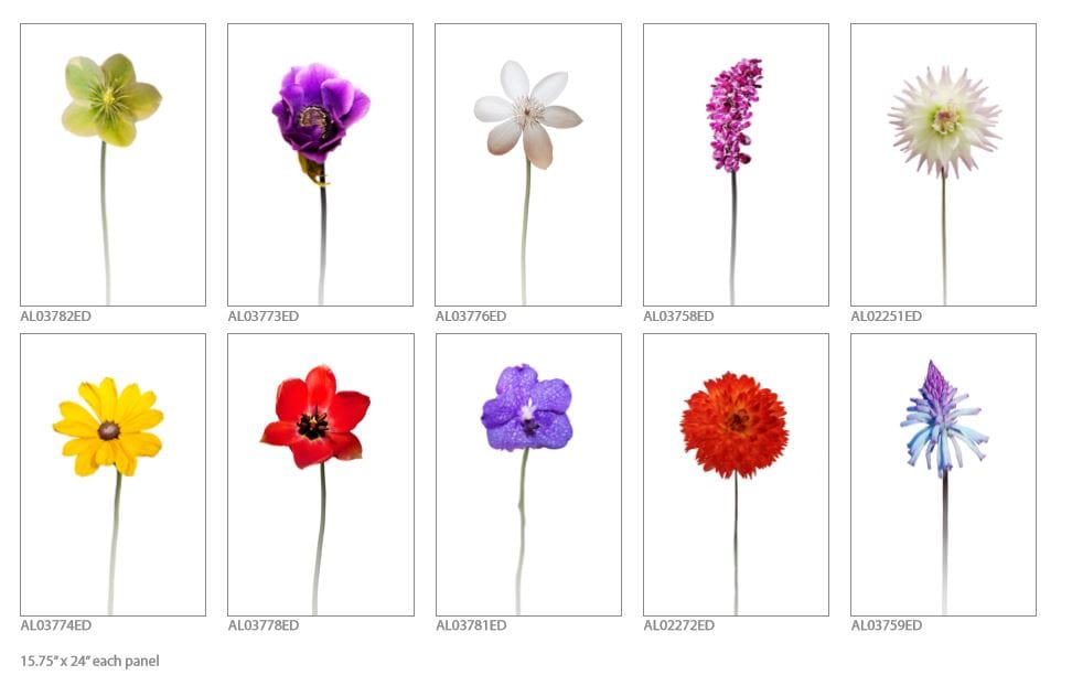 names of blue flowers list