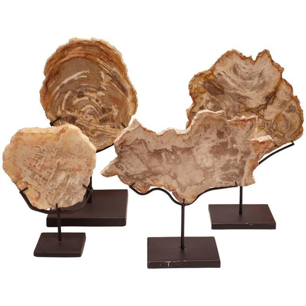 Collection of Prehistoric Petrified Wood Objects - Hamptons Furniture, Gifts, Modern & Traditional