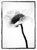 Plexiglass Photographs of Flowers, floating grainy image of gerbras, anenomes, black and white art