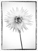 Plexiglass Photographs of Flowers, floating grainy image of gerbras, anenomes, black and white art