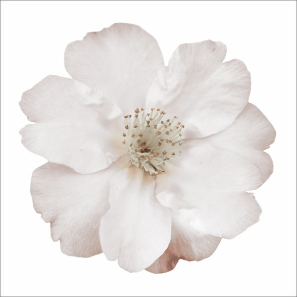 White Flowers on Plexi - Hamptons Furniture, Gifts, Modern & Traditional