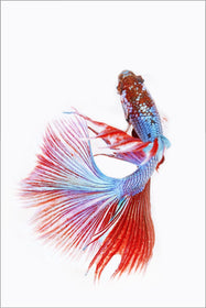 Red and Blue Plexiglass Fish Print