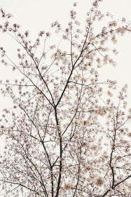 Large Plexi glass Photo of Blossom Tree