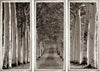 Avenue of Trees Photo in Silver Leaf Frame