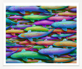 School of Salmon in Bright Colors, framed Print