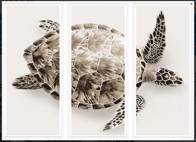 Sea Turtle Fine Art Photo