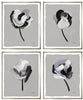 Giclee Fine Art Print, Grey Tulips, signed