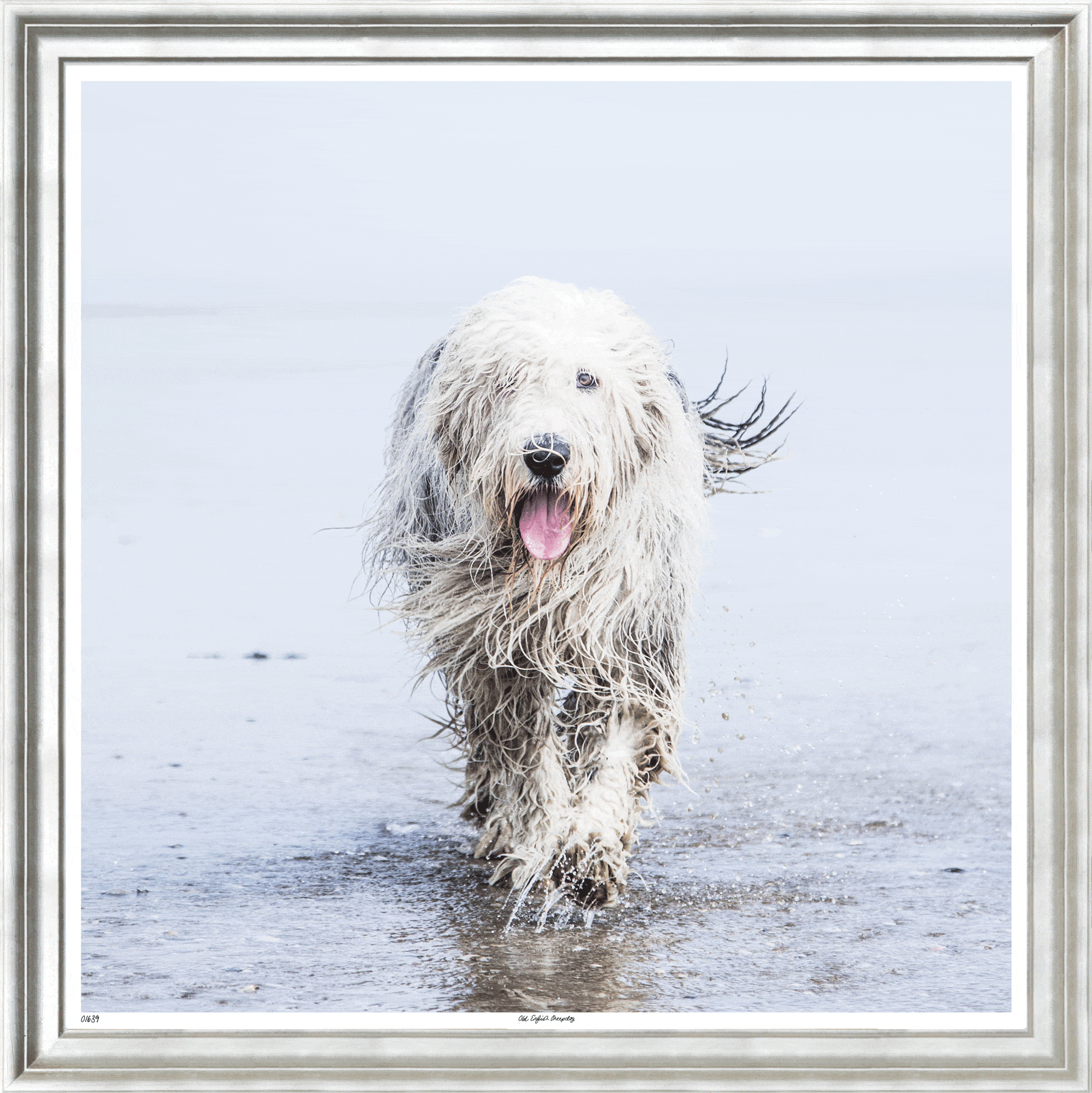 English Sheepdog Photograph| Hamptons Furniture – English Country Home