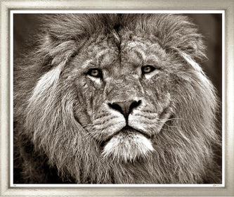 Majestic Lion Photograph, in Sepia Tones