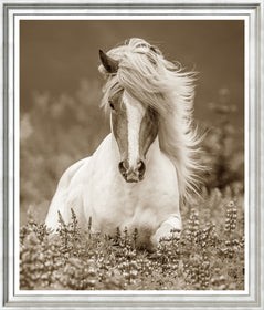 Icelandic Ponies, Large Dramatic Sepia Photographs