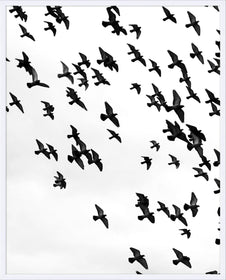 Flock of Birds in Flight - Hamptons Furniture, Gifts, Modern & Traditional