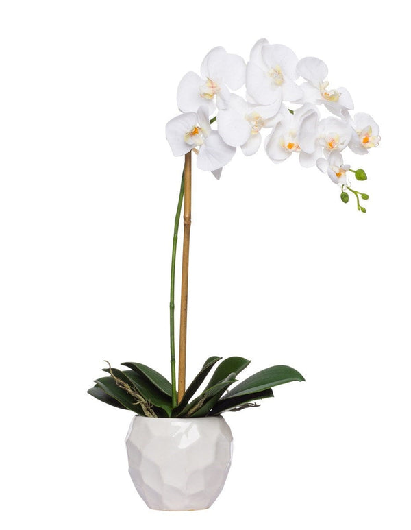 Single White Faux Phalaenopsis in White Pot