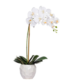 Single White Faux Phalaenopsis in White Pot