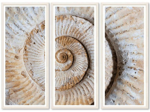 Spiral Shell Triptych - Hamptons Furniture, Gifts, Modern & Traditional