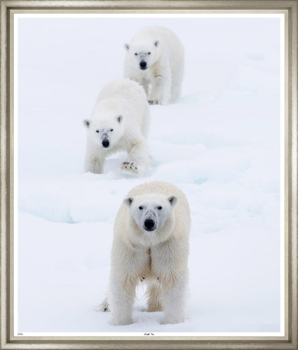 Large image of 3 polar bears