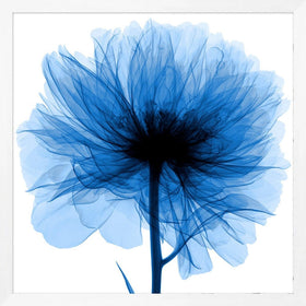 Blue Flower X-Ray Prints - Hamptons Furniture, Gifts, Modern & Traditional