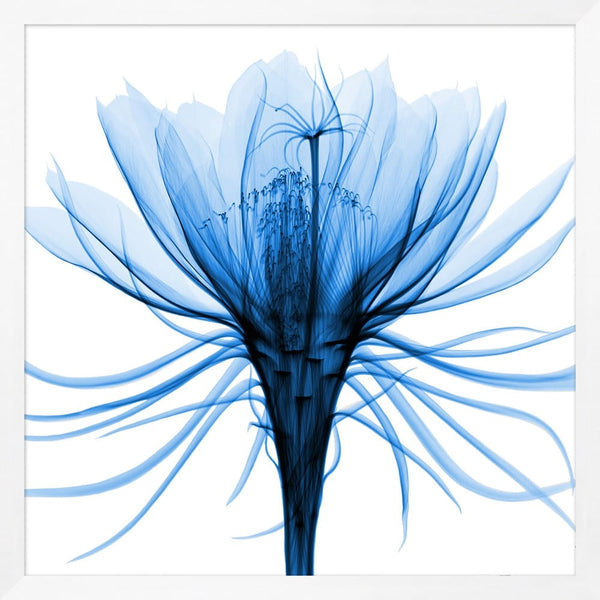 Blue Flower XRay Prints English Country Home