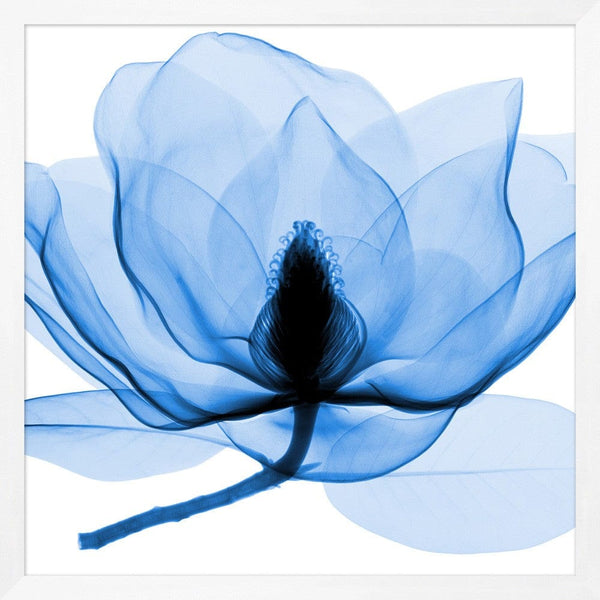 Blue Flower X-Ray Prints - Hamptons Furniture, Gifts, Modern & Traditional