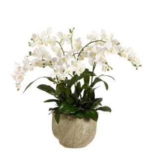 Faux White Phaleanopsis Orchid in Star Pot - Hamptons Furniture, Gifts, Modern & Traditional