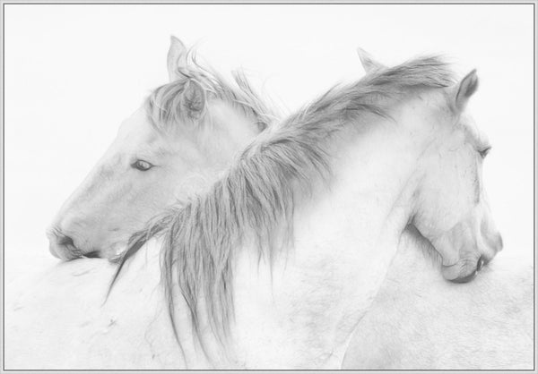 Horses on Canvas - Hamptons Furniture, Gifts, Modern & Traditional